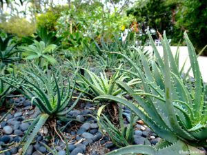 Botanischer-Garten-Aloe-Vera