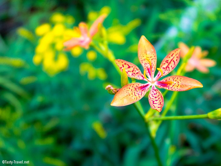 Botanischer-Garten-Bunte-Pflanze