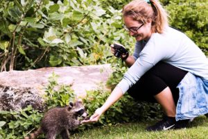 Waschbär im Botanischen Garten Miami Beach