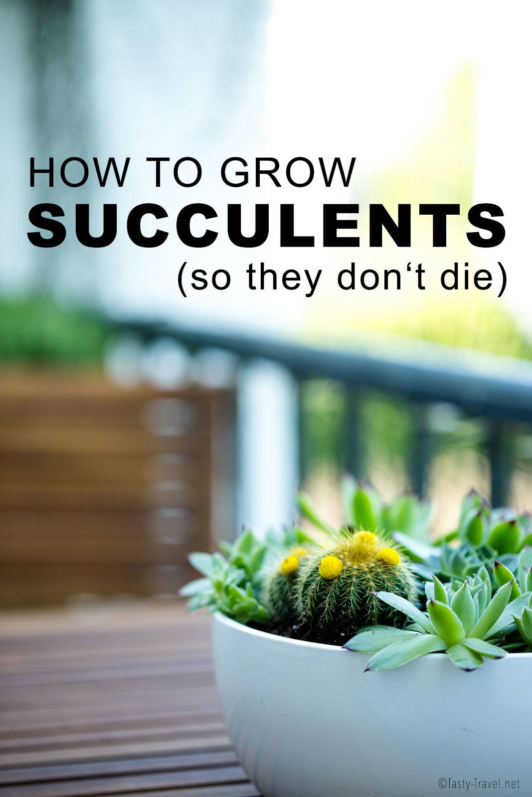 how-to-grow-succulents